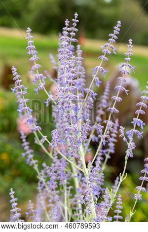 Russian Sage (salvia Yangii) Flowers