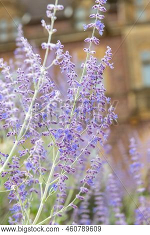 Russian Sage (salvia Yangii) Flowers