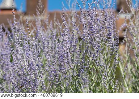 Russian Sage (salvia Yangii) Flowers