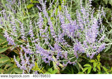 Russian Sage (salvia Yangii) Flowers