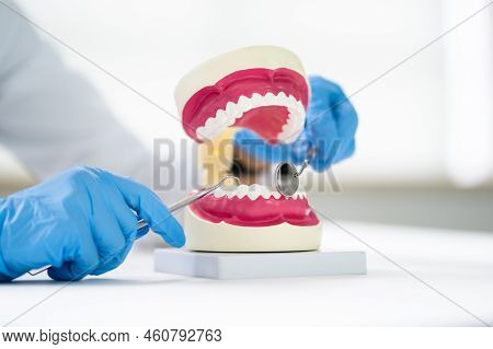 Teeth Care And Dentistry Model. Dentist Doctor