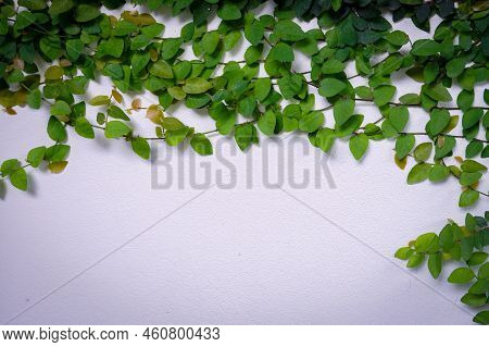 Creeping Figs Are Small Leafy Plants That Cover The Walls Of The House And Decorate The Walls Of The