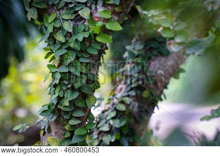 Creeping Figs Are Small Leafy Plants That Cover The Walls Of The House And Decorate The Walls Of The