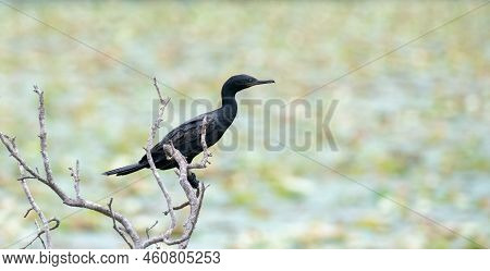 Blue Eyed Indian Shag Bird Perch On A Bare Branch Near The Lake.