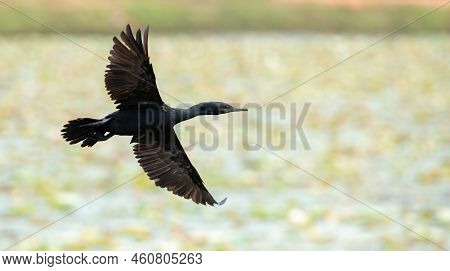 Indian Shag (phalacrocorax Fuscicollis) Showing Full Wingspan In Flight, Blue-eyed Cormorant Bird Fl
