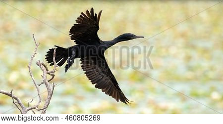 Indian Cormorant Bird Took Off From A Branch Near The Lake At Anuradhapura.
