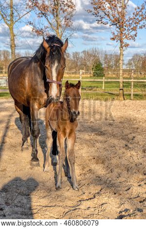 A Week Old Dark Brown Foal Stands Outside In The Sun With Her Mother. Mare With Red Halter. Warmbloo