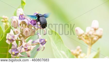 A Tropical Carpenter Bee Sipping Nectar From The Milky Weed Flowers, Hovering Over The Flowers, Wing