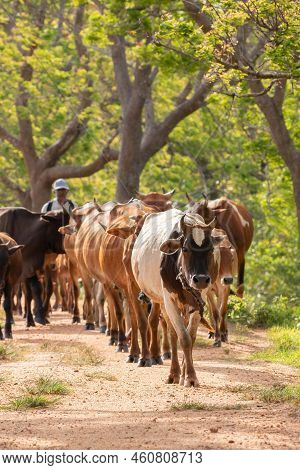 Cattleman And The Livestock Walking On The Gravel Road. Rural Villages And Cultural Scenery In Anura