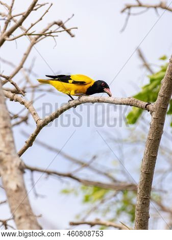 Black-hooded Oriole Bird Perch On A Branch And Eats A Worm.