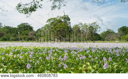 Freshly Bloomed Wildflower Field Near The Ruwanweli Maha Seya In Anuradhapura. Scenic Landscape Phot