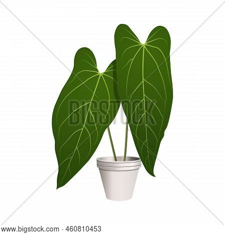 Plant In A Pot - Anthurium Dark Mama Leaf - Indoor Tropical Plant