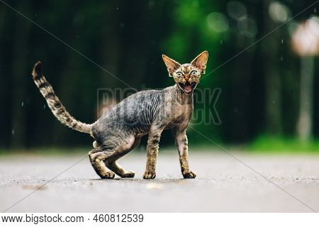Funny Cute Beautiful Curious Playful Devon Rex Cat Looking At Camera. Devon Rex Cat With Dark Brown 