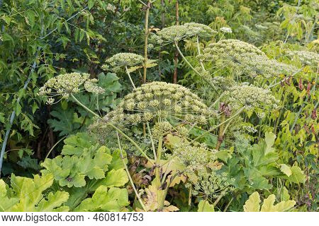 Inflorescences Of The Heracleum Also Known As Hogweed With Unripe Green Seeds After The Flowering Pe