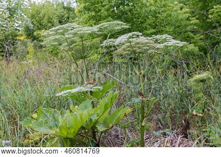 Stems Of The Heracleum Also Known As Hogweed During The Flowering Period On A Wasteland Close-up