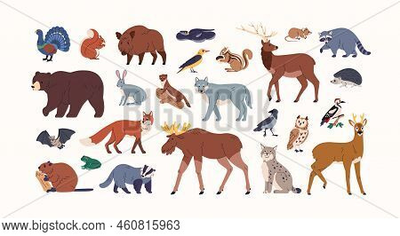 Forest Animals Set. Woodland Fauna, Bear, Fox, Badger, Hare And Boar. Wildlife Mammals, Elk, Beaver,