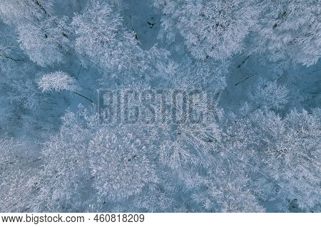 Birds-eye Top Down View Of Snow Covered Forest And Frosty Tree Tops. Fly Over Frozen Winter Forest W