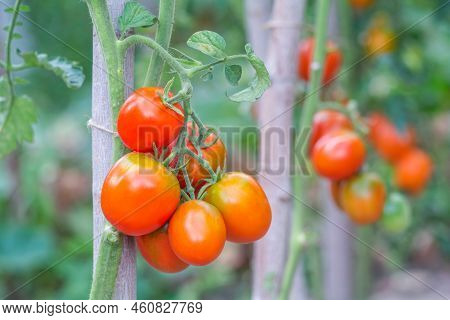 Red Oval Tomatoes Ripen In A Bunch On The Stem Of A Tomato Bush
