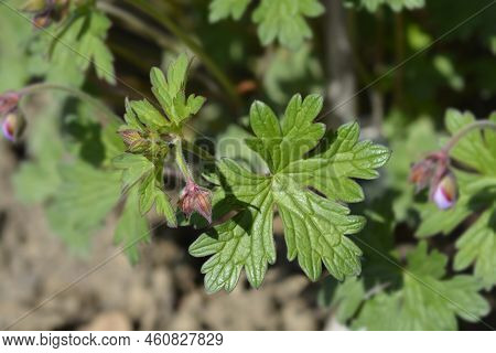 Himalayan Cranesbill Plenum Flower Buds In The Garden