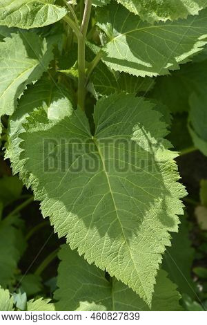 Hartleaf Oxeye Green Leaves In The Spring