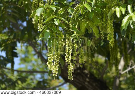Caucasian Wingnut Tree With Fruit In The Spring