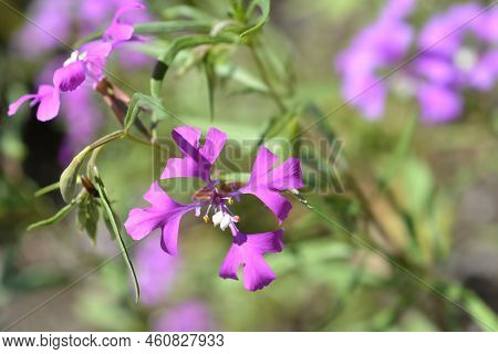 Pinkfairies Flowers In The Garden In Spring