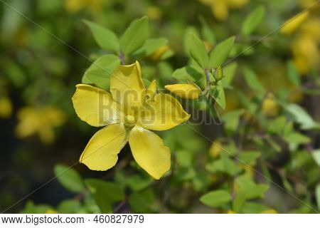 Aarons Beard Yellow Flowers In The Summer