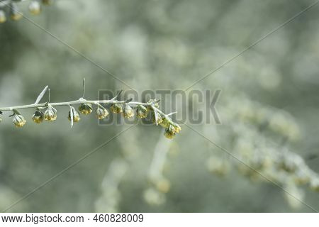 Common Wormwood Small Yellow Flowers In The Summer