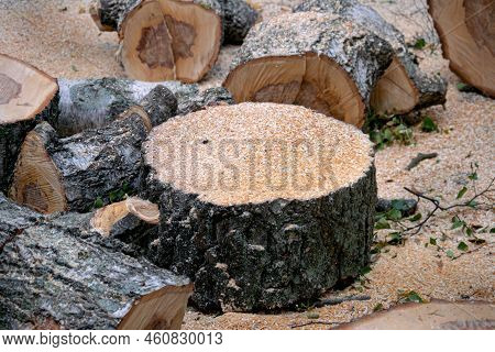 Preparation Of Birch Firewood. The Sawn Tree Is Sawn Into Chocks