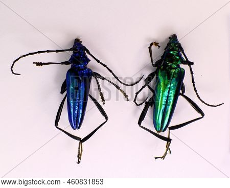 Metallic Breen And Blue Longhorn Beeltes Mecosaspis Croesus Isolated. Collection Beetles. Cerambycid