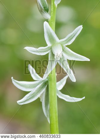 photos of various wild plants and wild flowers