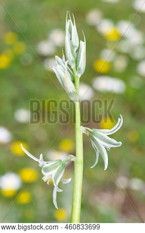 photos of various wild plants and wild flowers