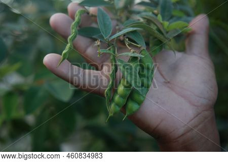 Plant Seedling In Bed