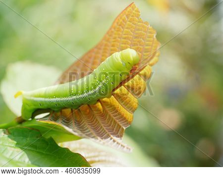 Big Green Caterpillars. On The Leaves, The Pests Eat And Damage.