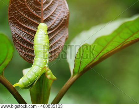 Big Green Caterpillars. On The Leaves, The Pests Eat And Damage.