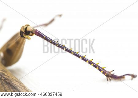 Javanese Grasshopper (valanga Nigricornis ) Isolated On White Background.