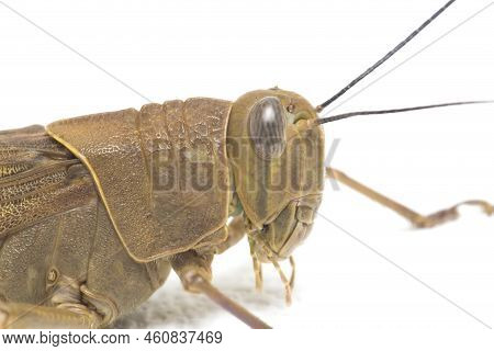 Javanese Grasshopper (valanga Nigricornis ) Isolated On White Background.