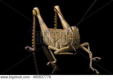Javanese Grasshopper (valanga Nigricornis ) Isolated On Black Background.
