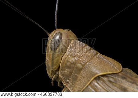 Javanese Grasshopper (valanga Nigricornis ) Isolated On Black Background.