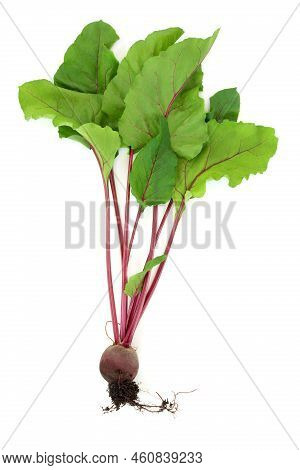 Beetroot Plant With Earth Root Ball And Leaves. Healthy Superfood Local Sustainable Fresh Produce Hi