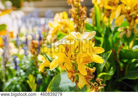 Bright Yellow Flowers Of Canna Indica, Indian Arrowroot, African Arrowroot, Edible Canna Or Arrowroo
