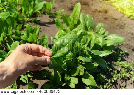 Green Spinach Growing In The Garden On A Vegetable Farm. Healthy Food In Your Own Kitchen Garden