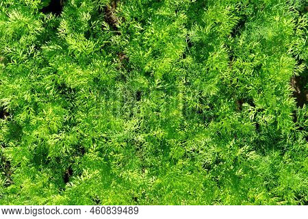 Ecological And Organic Planted Carrot In A Garden. Selective Focus