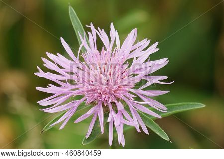 Closeup On A Soft Purple Flower Of Knapweed , Centaurea Jacea Against A Green Background In The Gard