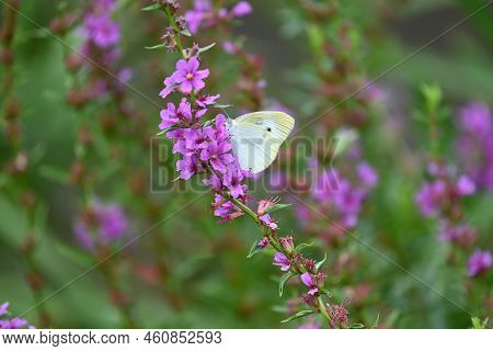 Loosestrife ( Lythrum Anceps ) Flowers And A Butterfly. Lythraceae Perennial Plants. Blooms From Jul