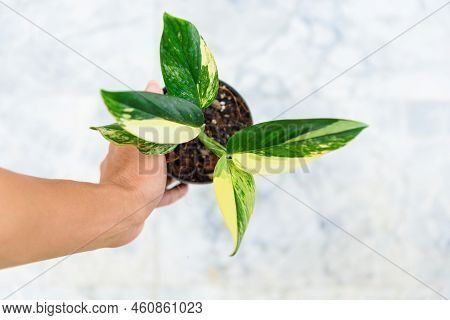 Monstera Standleyana Aurea Variegated In The Pot