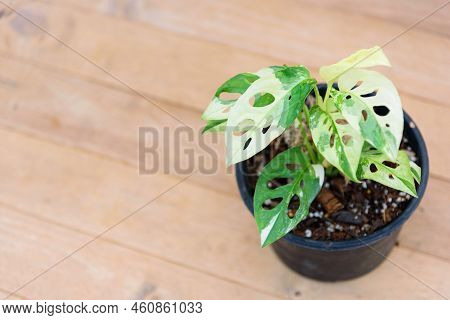Monstera Adansonii Albo  Variegated Giant In The Pot