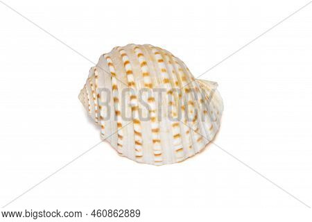 Image Of Seashells Tonna Tesselata On A White Background. Undersea Animals. Sea Shells.