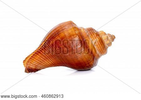 Image Of Pugilina Cochlidium (spiral Melongena) On A White Background. Red Sea Snail. Undersea Anima