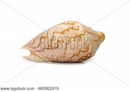 Image Of Cymbiola Nobilis Sea Shell Is A Marine Gastropod Mollusk In The Family Volutidae Isolated O